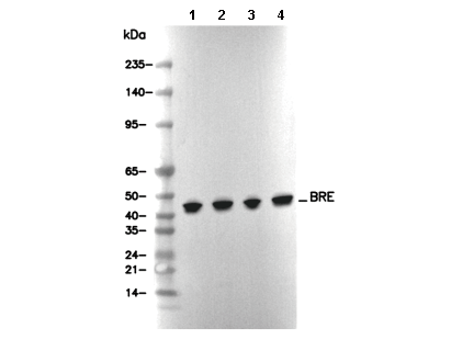 BRE Antibody