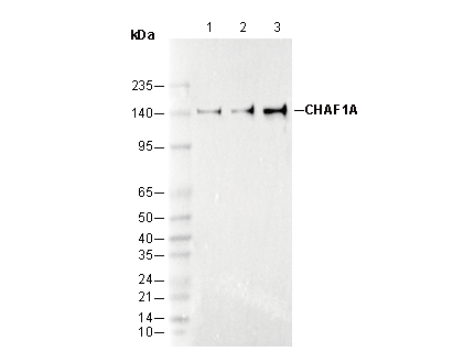 CHAF1A Antibody