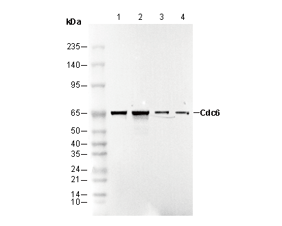 Cdc6 Antibody