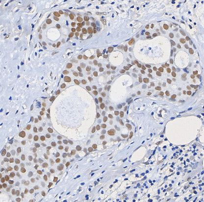 Fra2 Antibody