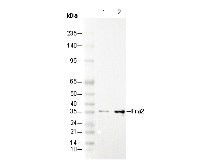 Fra2 Antibody