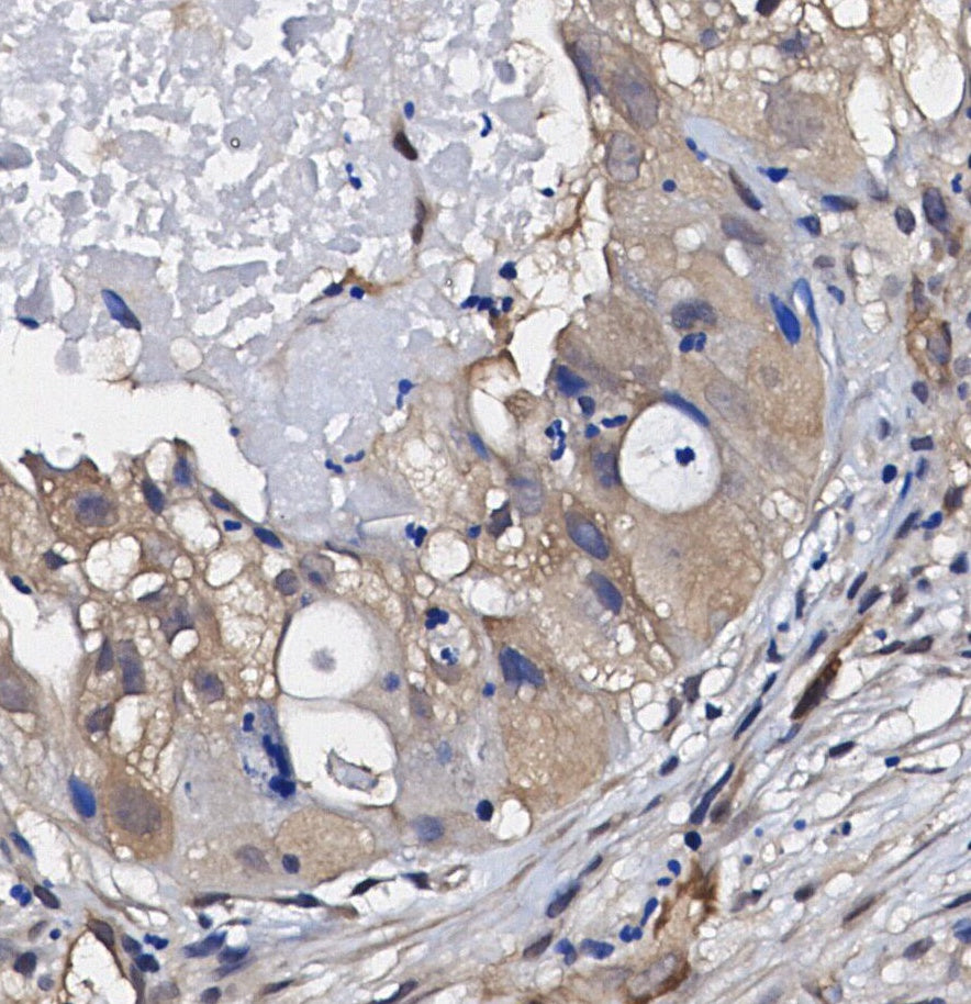 GPX1 Antibody