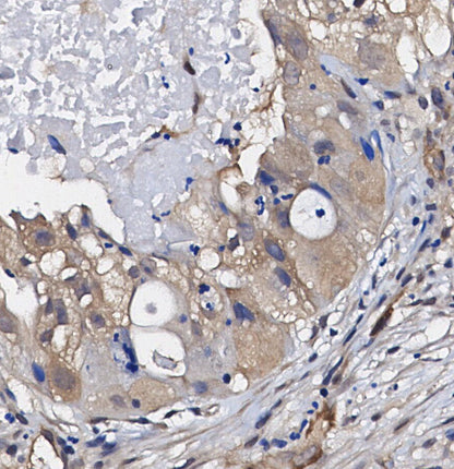 GPX1 Antibody