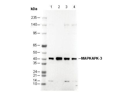 MAPKAPK-3 Antibody