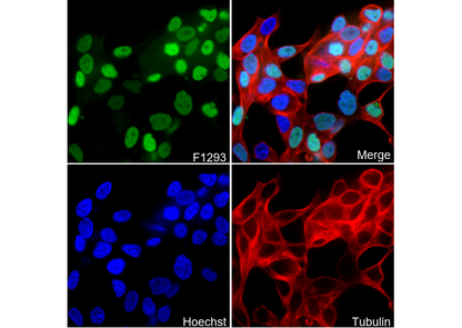 NKX3.1 Antibody