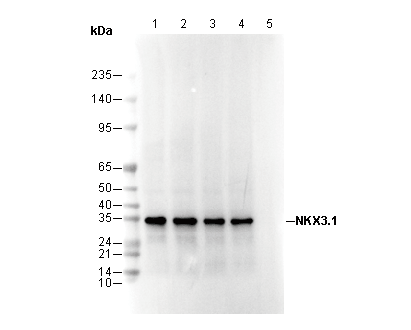 NKX3.1 Antibody