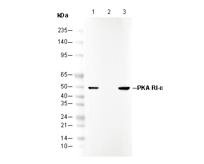 PKA RI-α Antibody
