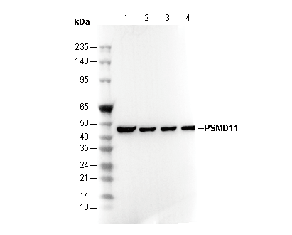 PSMD11 Antibody