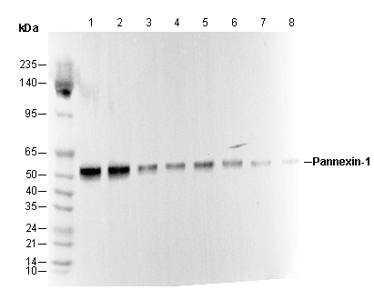 Pannexin-1 Antibody