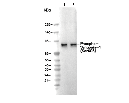 Phospho-Synapsin-1 (Ser605) Antibody