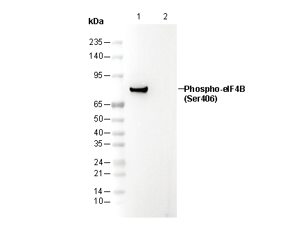 Phospho-eIF4B (Ser406) Antibody