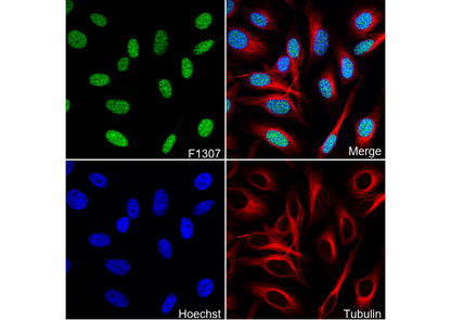 RCC1 Antibody