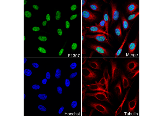 RCC1 Antibody