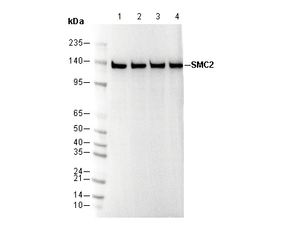SMC2 Antibody