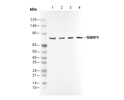 SSRP1 Antibody