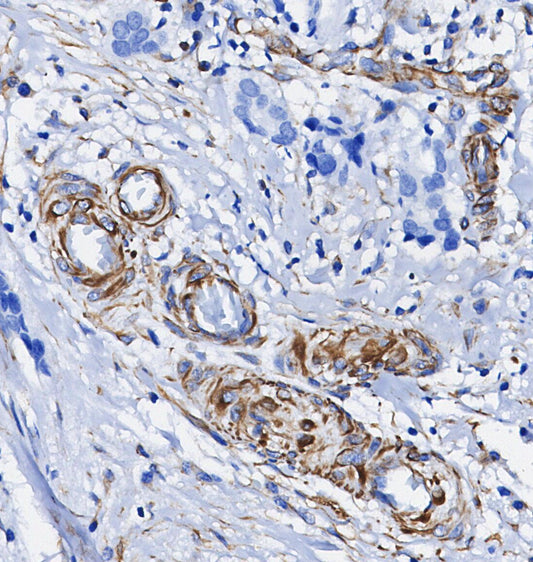 Talin-1 Antibody