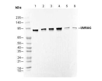 UVRAG Antibody