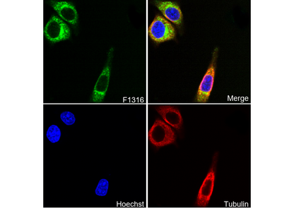 VAMP2 Antibody