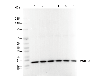 VAMP2 Antibody