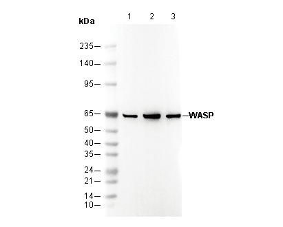 WASP Antibody