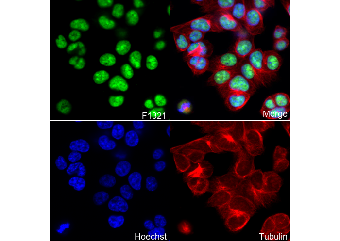 ADAR1 Antibody