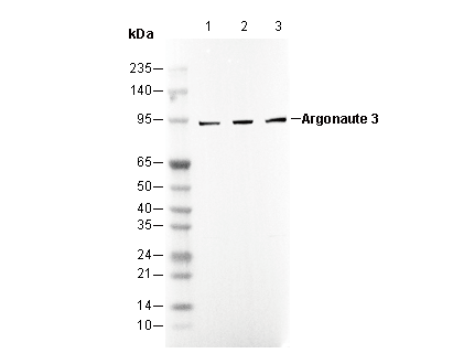 Argonaute 3 Antibody