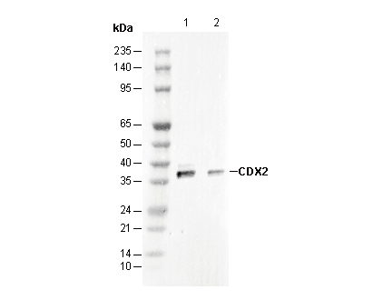 CDX2 Antibody