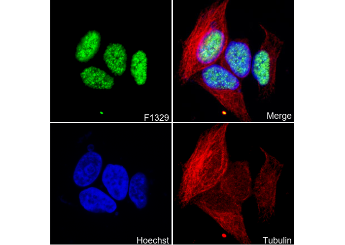 ESET Antibody