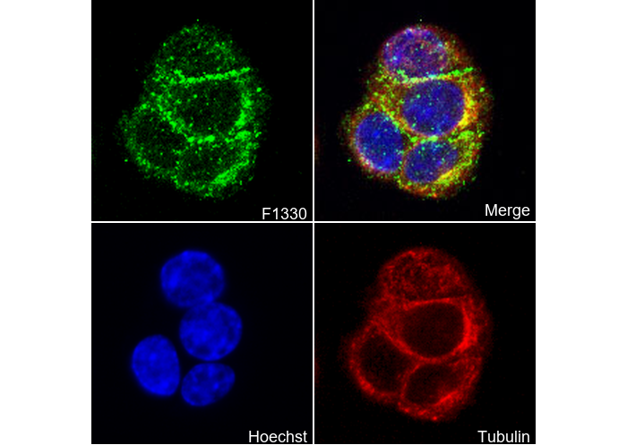 EphB4 Antibody