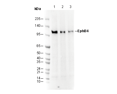 EphB4 Antibody