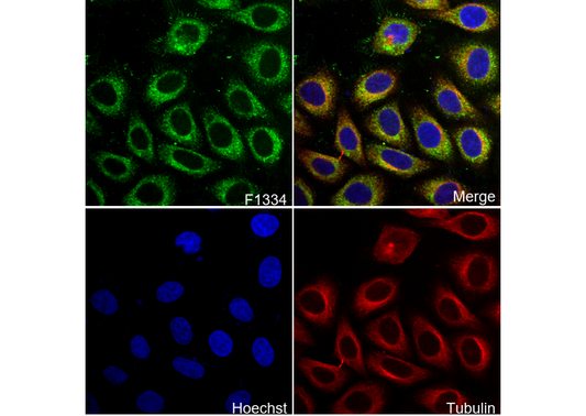 GAS6 Antibody