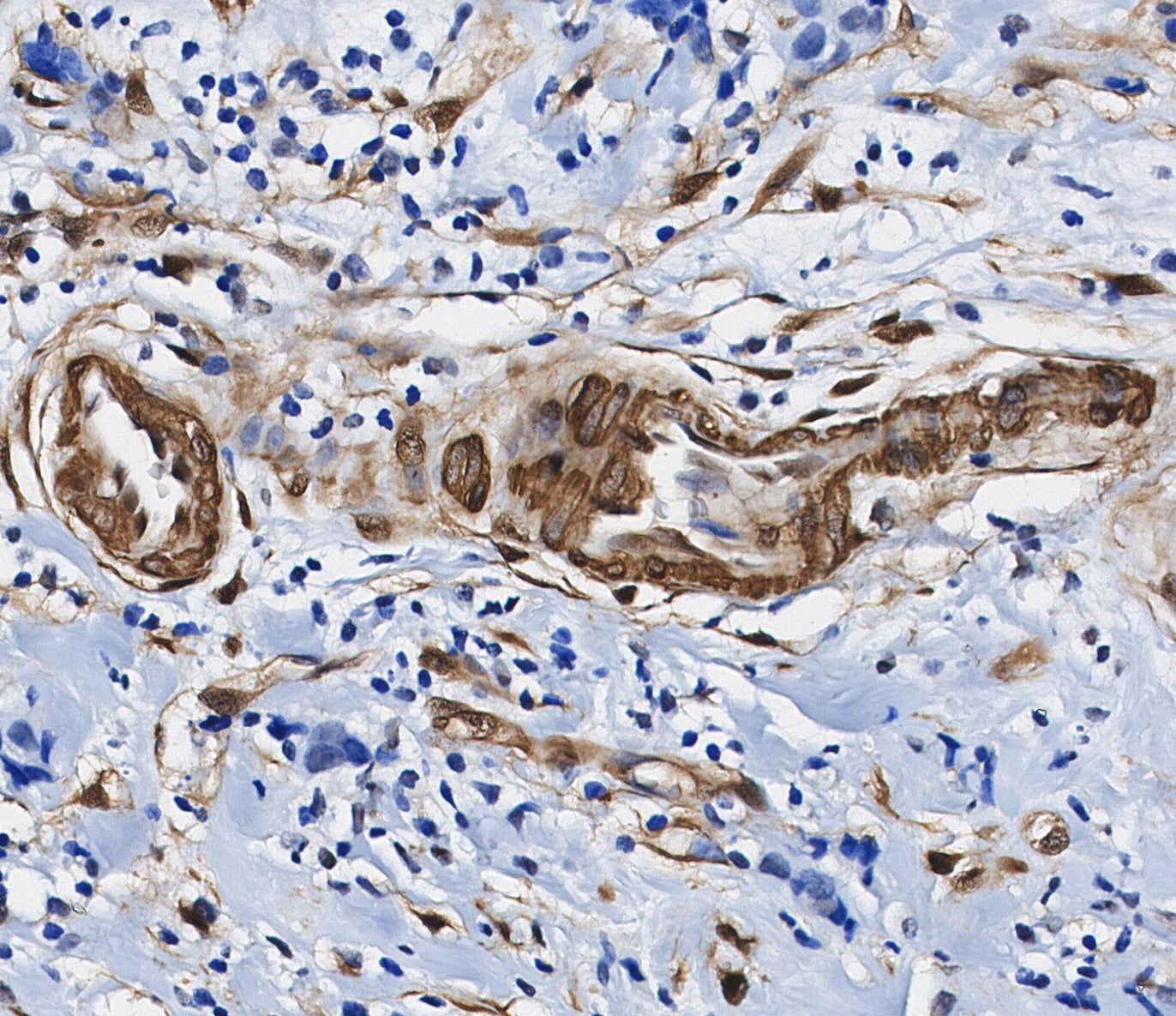 HSP40 Antibody