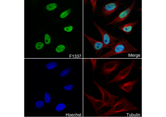 Histone H1.4 Antibody