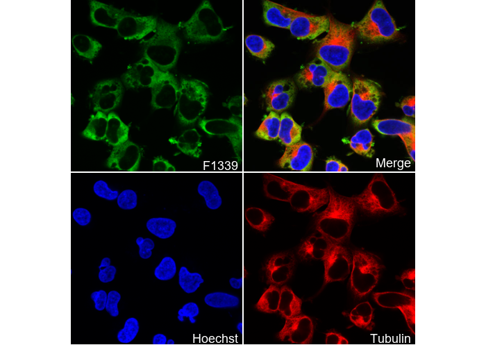 LIN28A Antibody