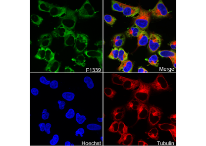 LIN28A Antibody