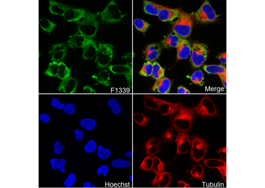 LIN28A Antibody