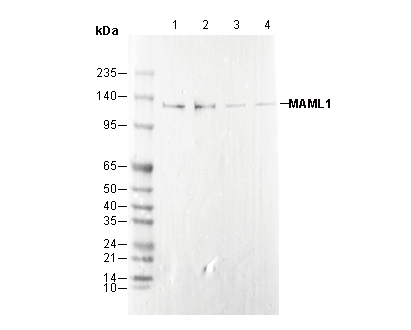 MAML1 Antibody