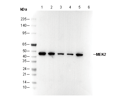 MEK2 Antibody