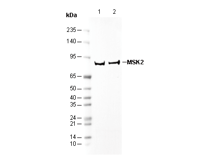 MSK2 Antibody
