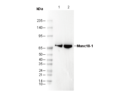 Munc18-1 Antibody