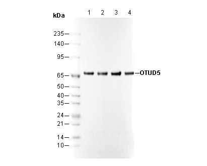 OTUD5 Antibody