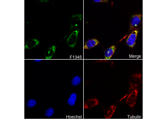 PHB2 Antibody
