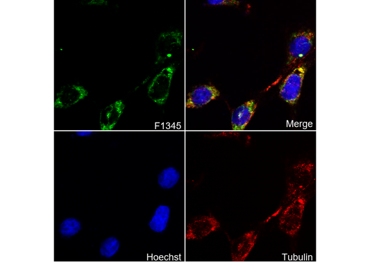 PHB2 Antibody