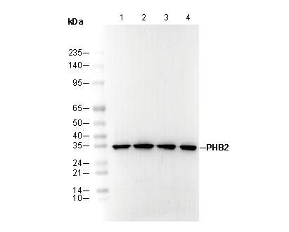 PHB2 Antibody