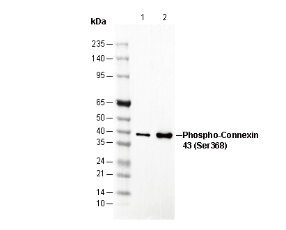 Phospho-Connexin 43 (Ser368) Antibody