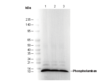 Phospholamban Antibody