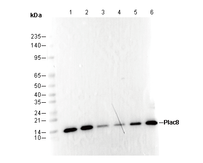 Plac8 Antibody
