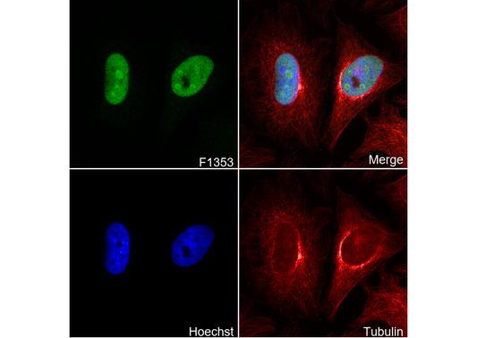 SENP3 Antibody