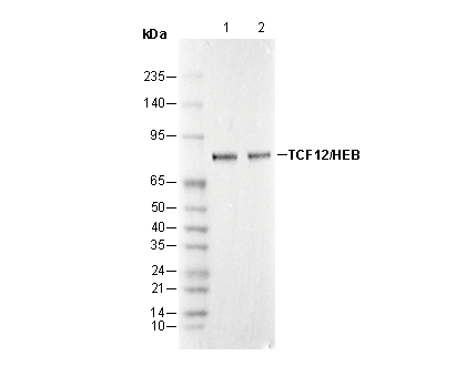 TCF12/HEB Antibody