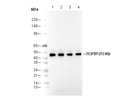 TCPTP Antibody